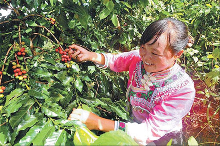 Nation’s coffee region upgrades bean quality, livelihoods