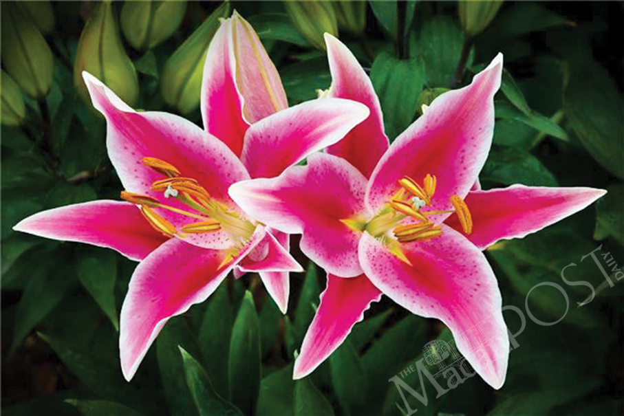 Online exhibition shows photos of lilies 
