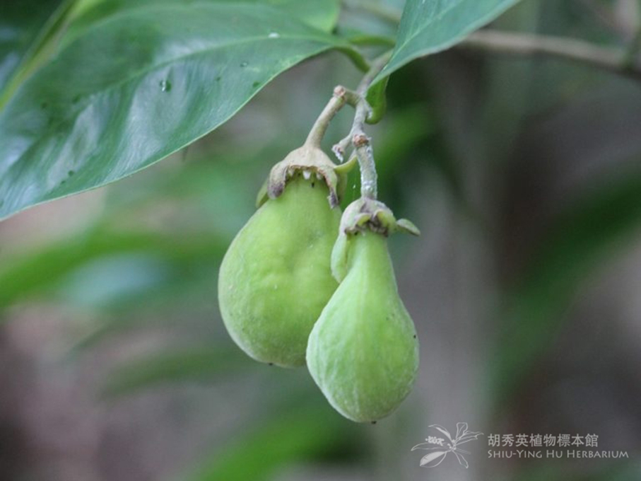 Chinese experts discover antitumor activities in flower constituents