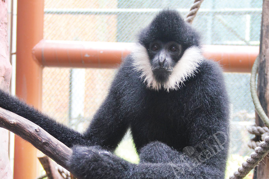 Resident complains about ‘very noisy’ gibbon