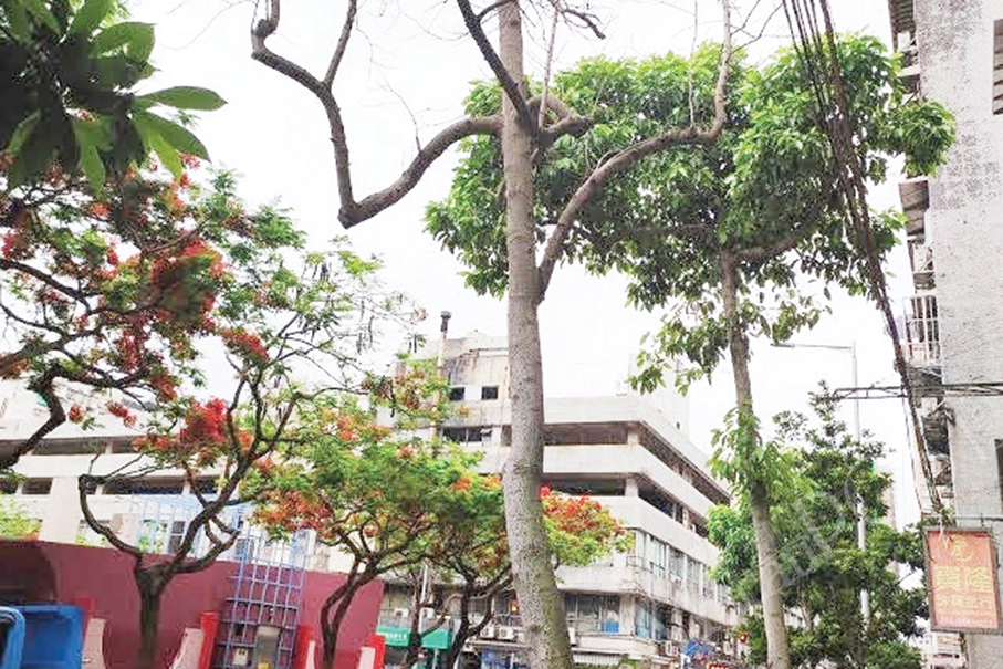 3 trees to be removed  this month: IAM