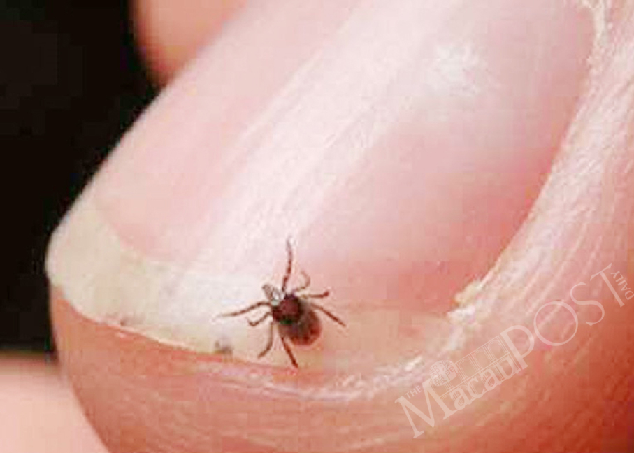 Health Bureau reports another scrub typhus case 