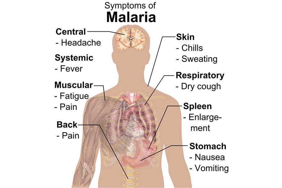 HK: 58 people being treated for malaria