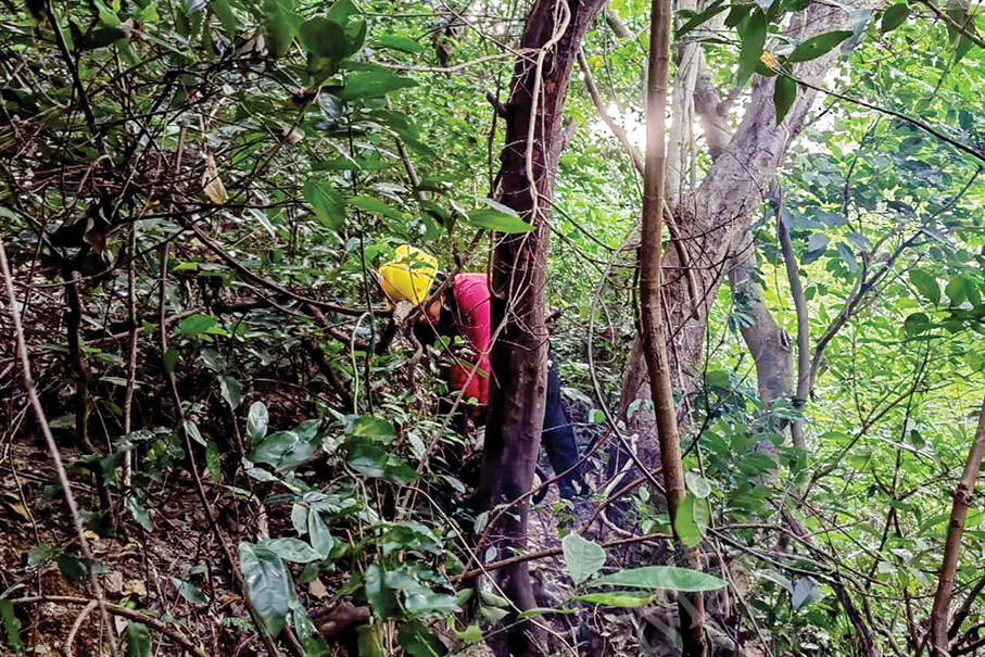 IAM removes vines from Guia Hill woodlands