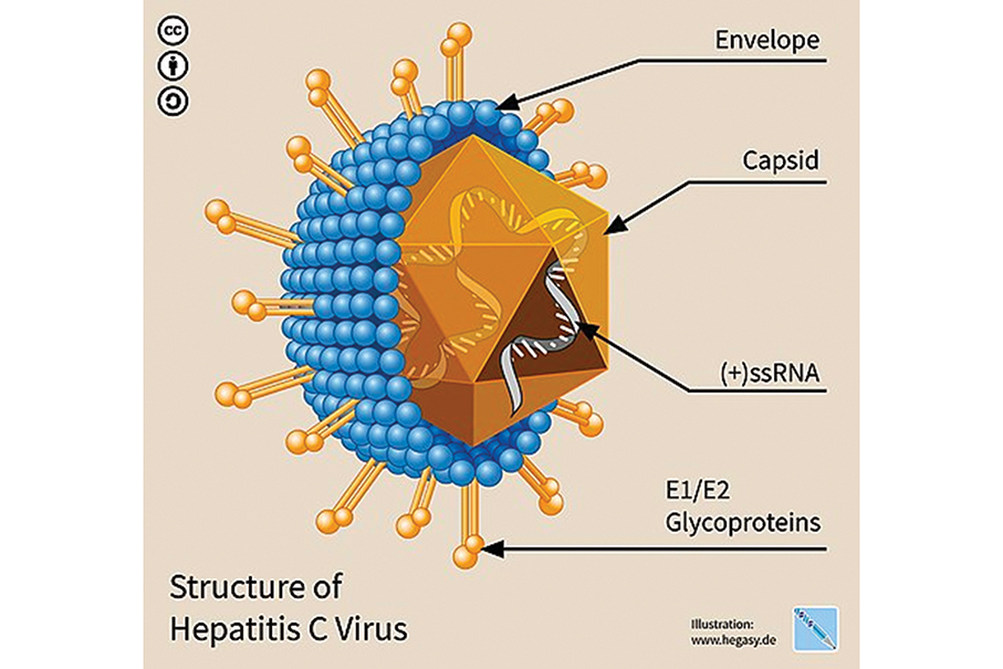 Govt launches pilot programme for free hepatitis C tests