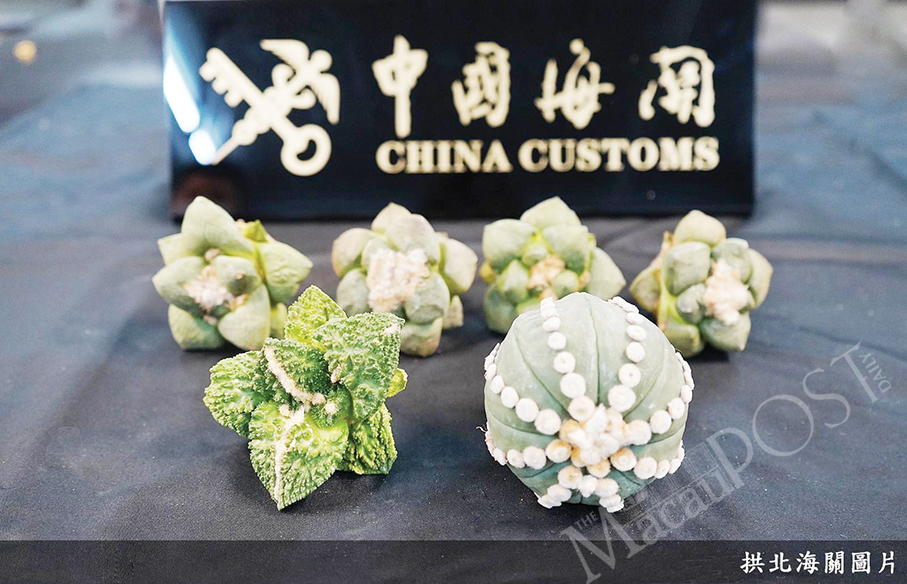 Gongbei Customs seizes 6 endangered plants from border crosser