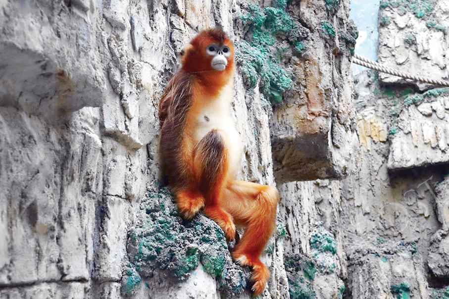 Golden snub-nosed monkey dies of illness: IAM