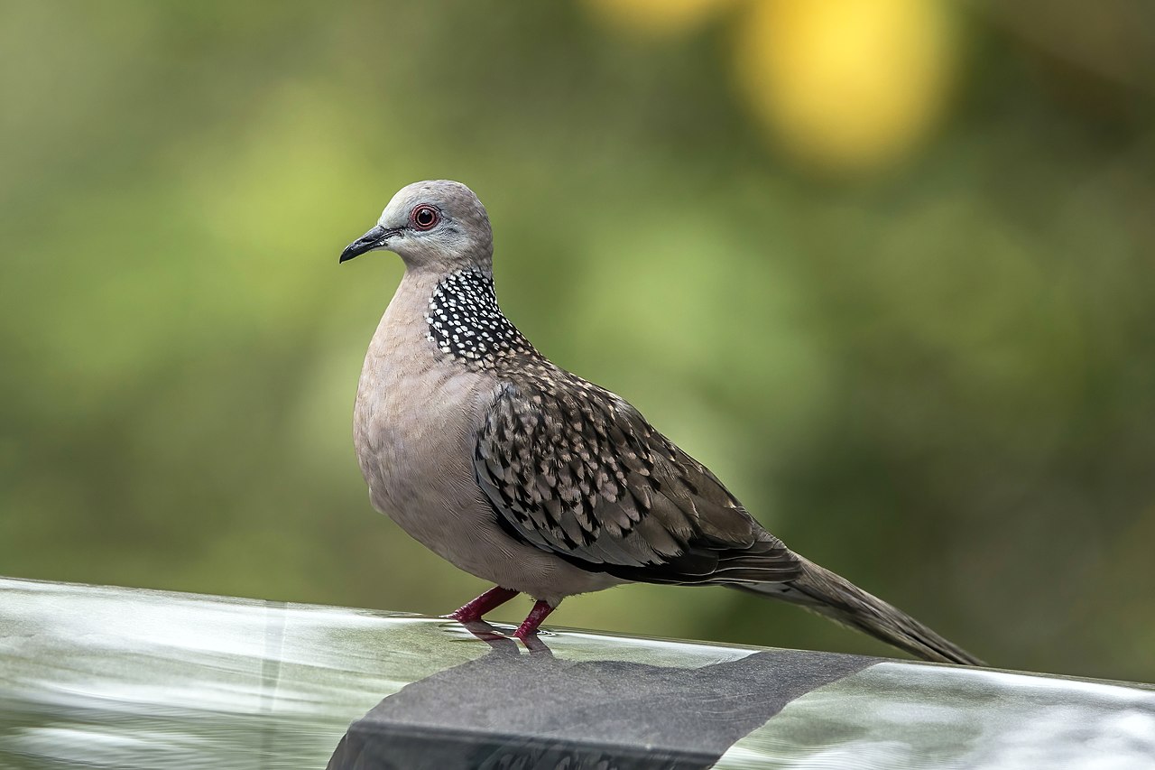 Firefighters, municipal workers rescue 2 spotted doves 