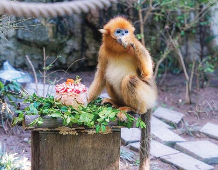 Golden snub-nosed monkey dies of neck wound: IAM