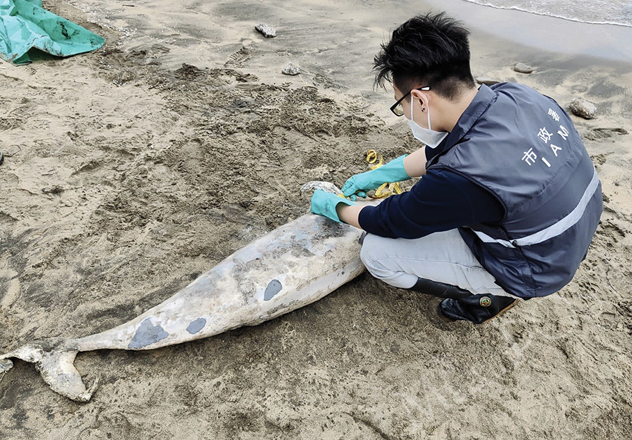 Dead finless porpoise found off Hac Sa Beach