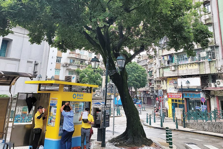 IAM to treat ailing hackberry tree this week 