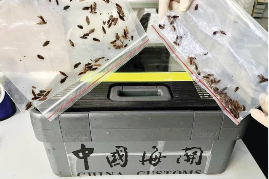 Gongbei Customs finds 177 German cockroaches on boat