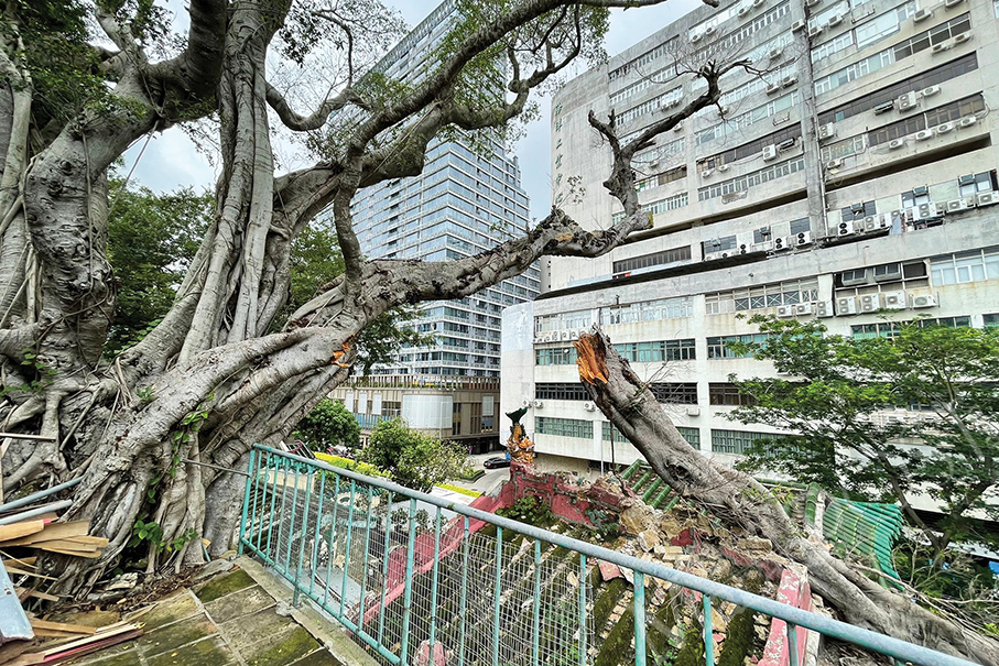 Falling tree crushes Tin Hau Temple roof 