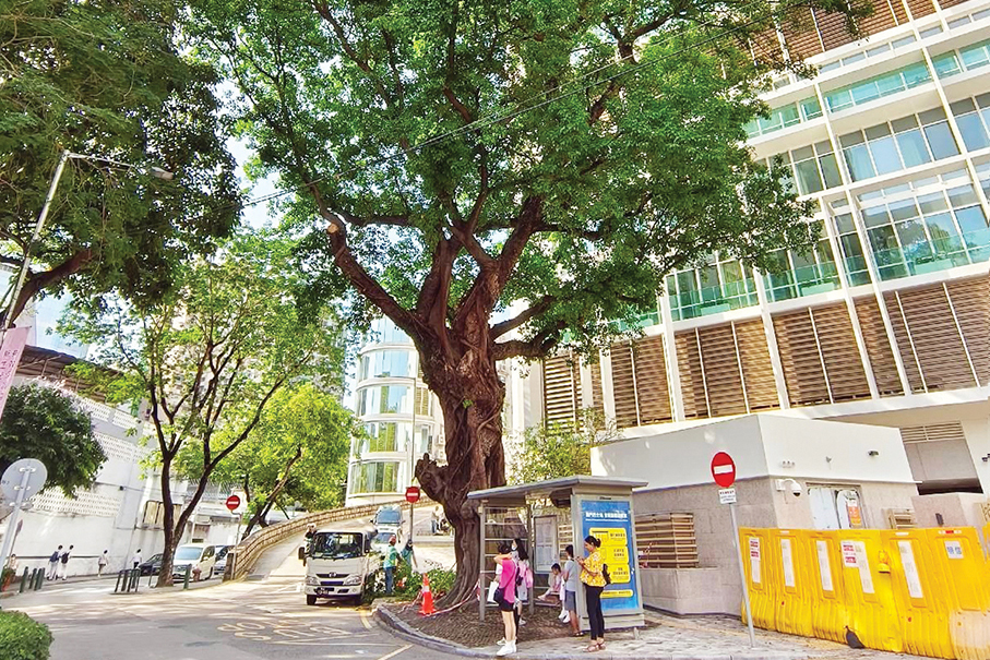 Mock Bodh Tree branch breaks off after heavy rain: IAM