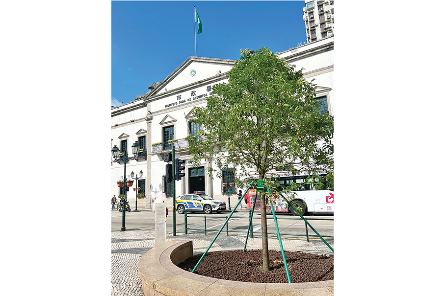 Batavia cassia replaced by camphor trees in main square: IAM