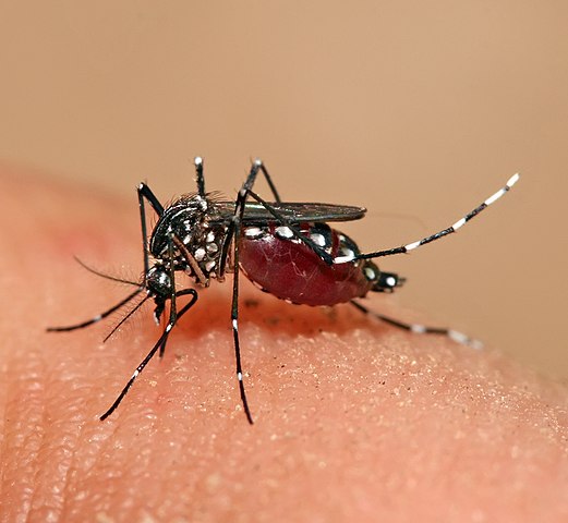 Macau records this year’s 1st imported dengue case