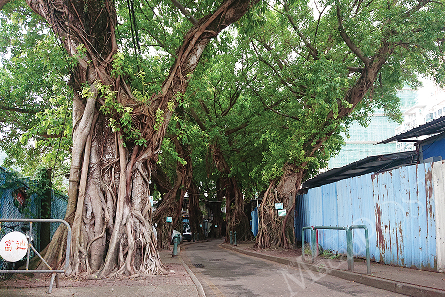 Right decision not to relocate listed old trees