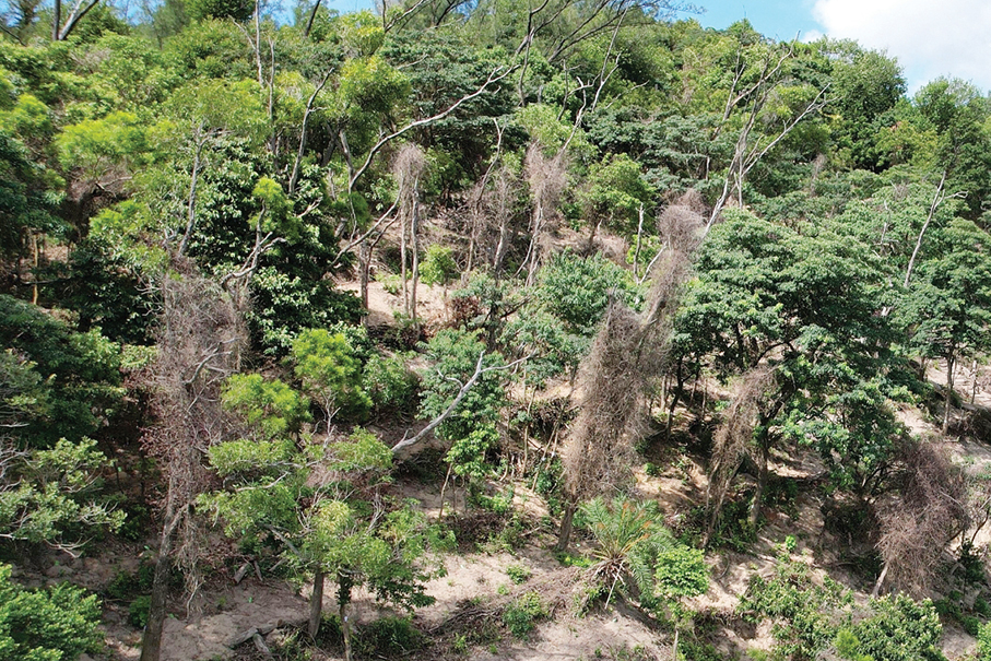 IAM asks public to mind forest restoration work in Coloane