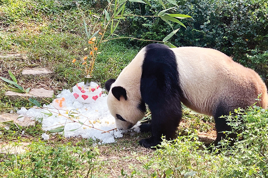 Giant panda ‘Happy Family’ celebrate birthdays