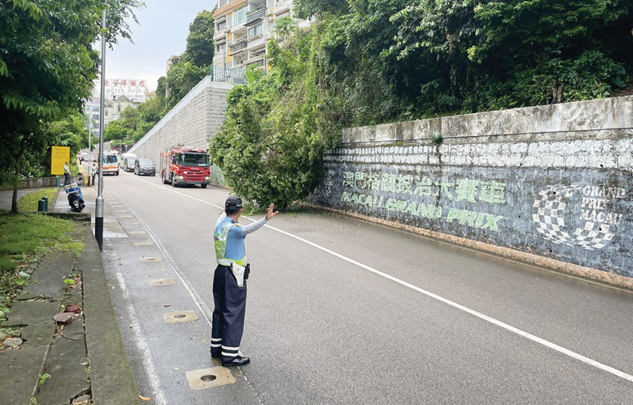 5-metre-tall tree falls onto road