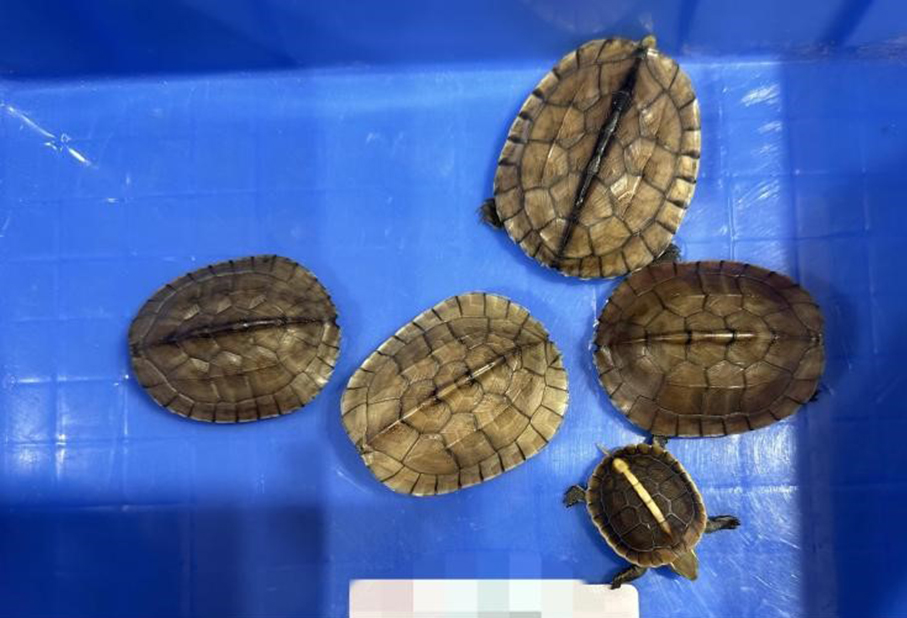 Zhuhai customs seizes 5 endangered terrapins at Qingmao checkpoint