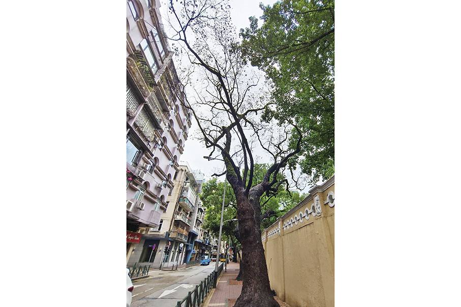 Camphor tree near Lou Lim Ioc Garden is weakening: IAM