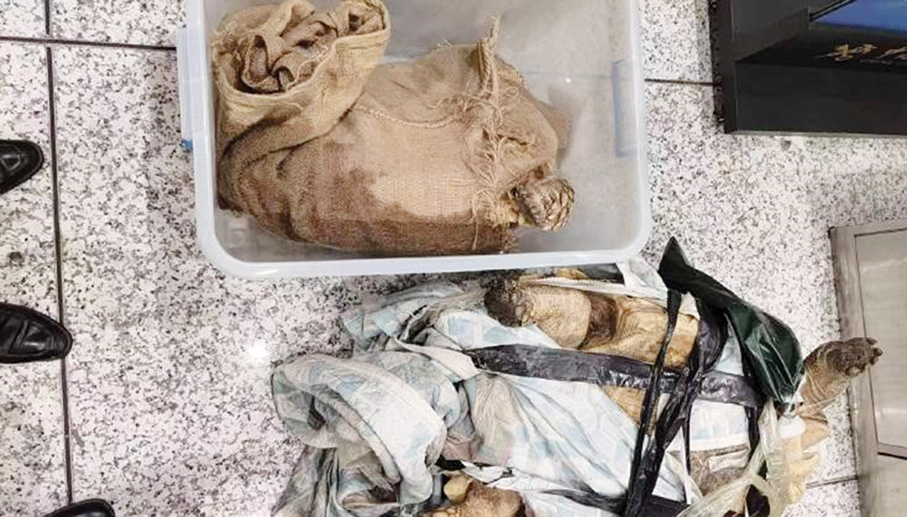 2 tortoises seized at Hengqin checkpoint: NIA 