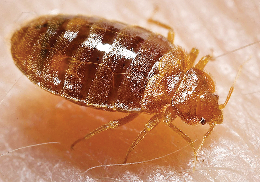 Health Bureau warns locals travelling abroad of bed bugs