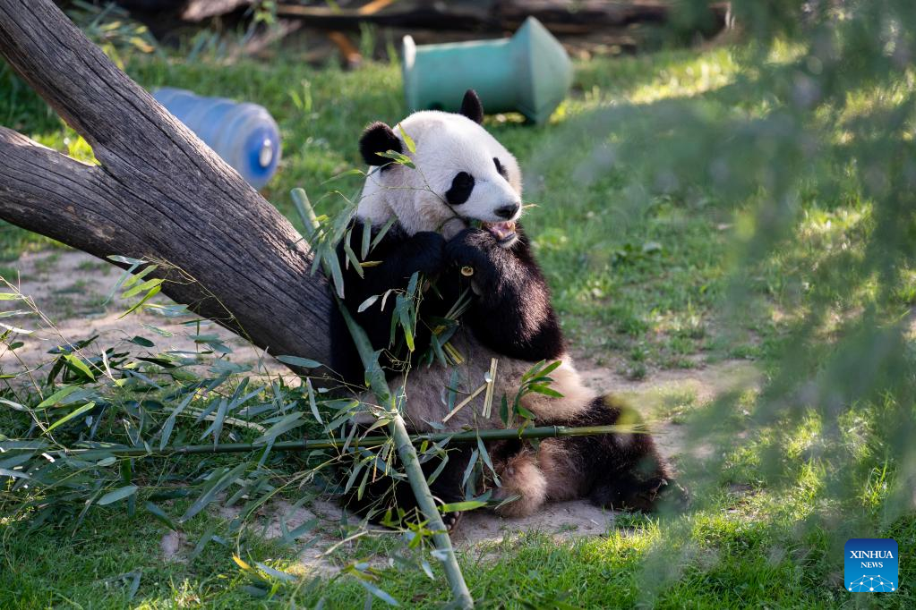 Pandas have long been envoys of friendship between Chinese, American peoples: Xi