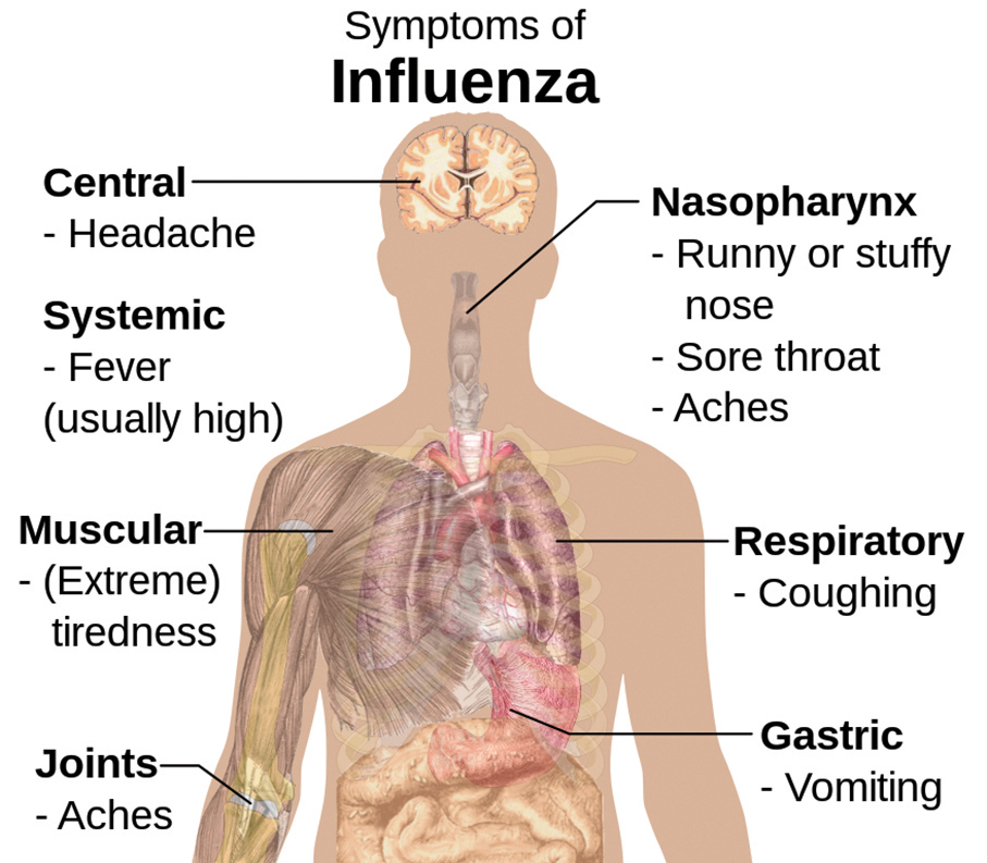 Fewer flu & COVID-19 positive rates recently: SSM