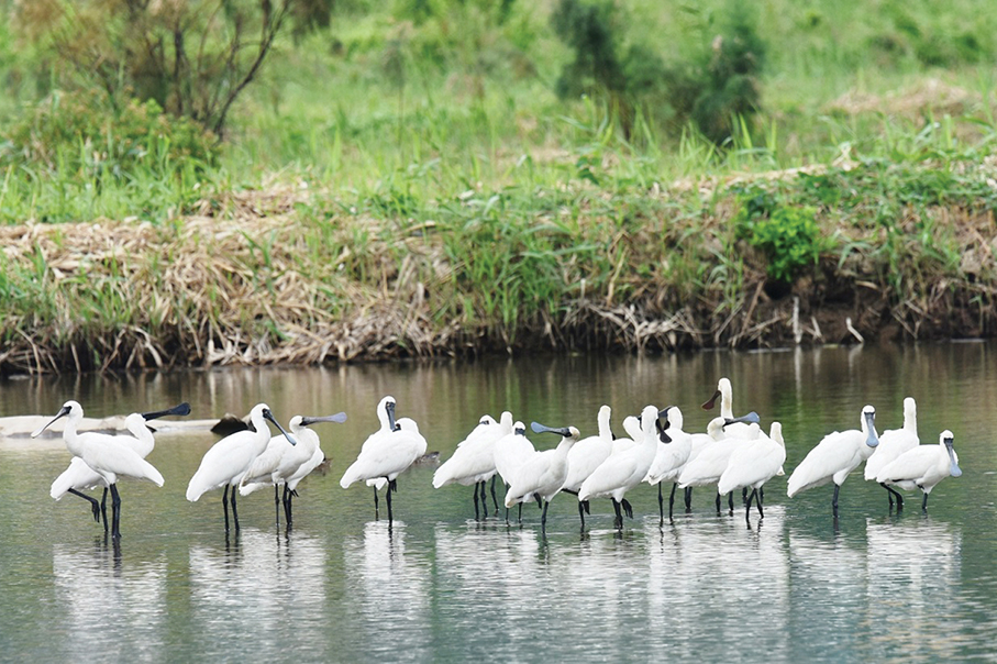 Macau welcomes this year’s 1st batch of wintering black-faced spoonbills