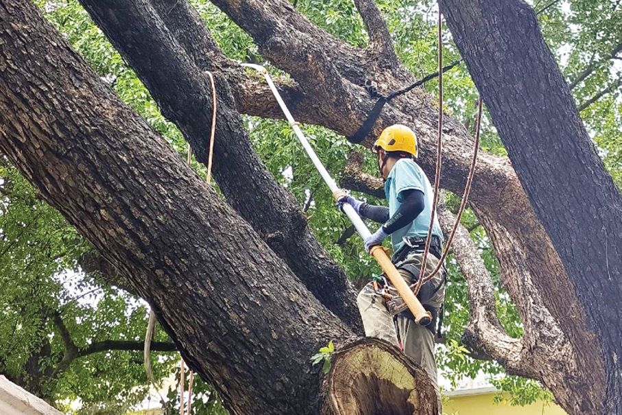 IAM urges public to be wary of sick Camphor tree near Lou Lim Ioc Garden