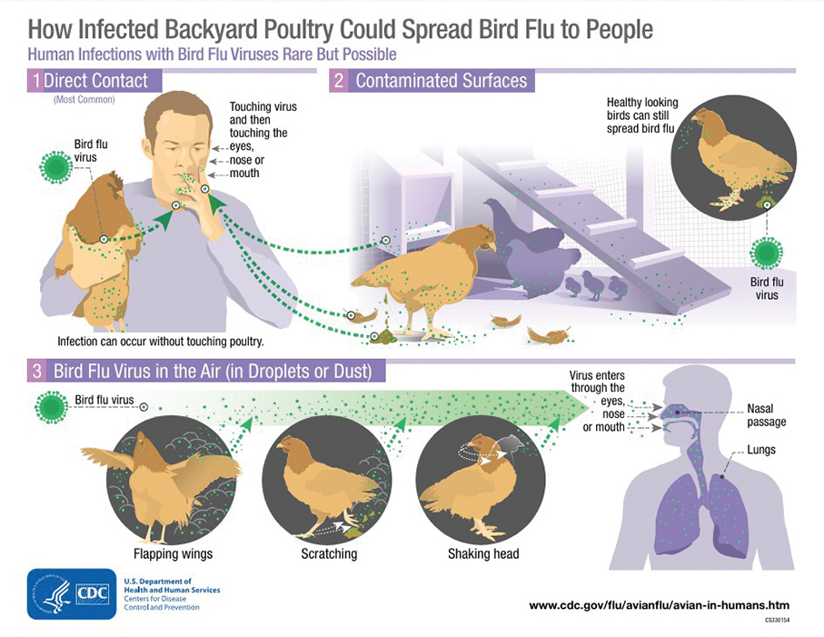Macau halts imports of poultry meat from H5N1 bird flu-hit areas in Canada & Poland: IAM