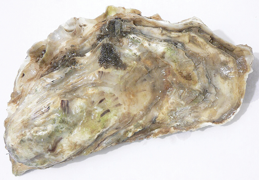 IAM bans import of fresh French oysters 