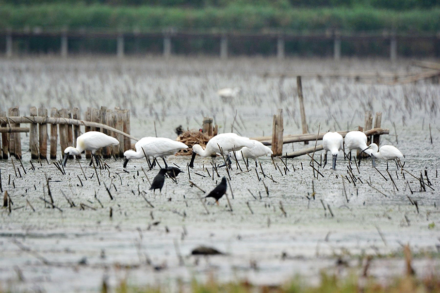 IAM urges birders not to disturb their feathered friends in wetland