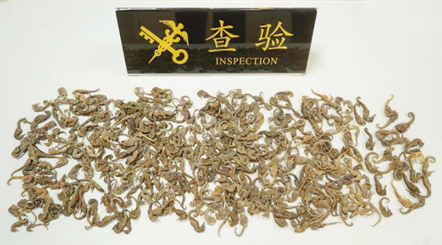 Gongbei Customs nab man smuggling 407 dried seahorses