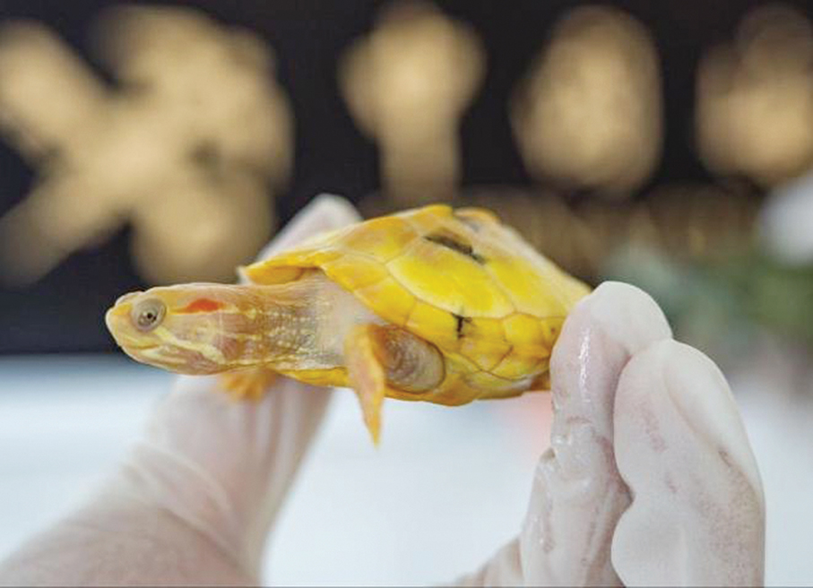 Dual-licensed vehicle driver 1st to be charged for smuggling 2,017 red-eared sliders into Zhuhai 