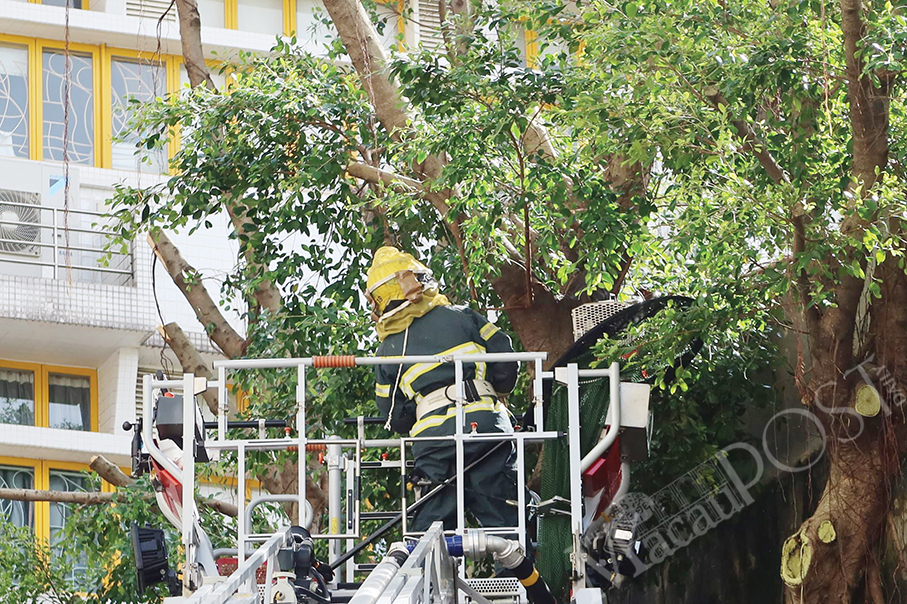 Firemen remove hornet nest after tree-trimmer stung