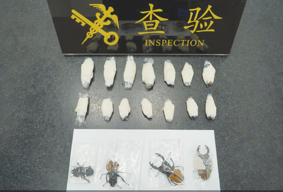 Gongbei Customs seizes 18 live beetles from woman