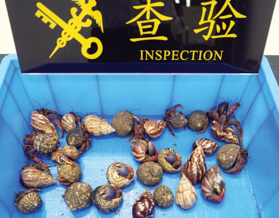 Gongbei Customs seizes 27 live hermit crabs from mainland woman