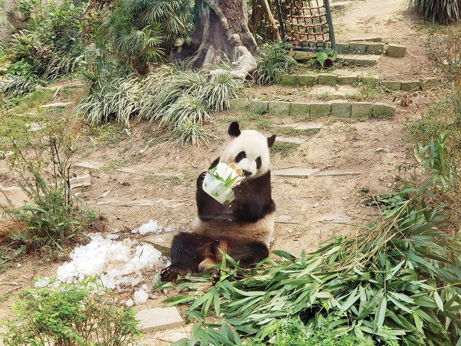 Giant pandas Jian Jian & Kang Kang are 8 years old