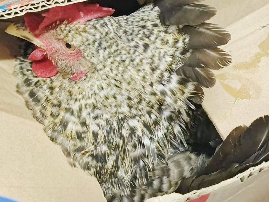 Local man tries to smuggle live chicken from mainland 