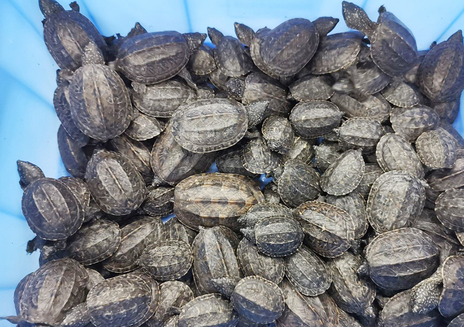 Gongbei Customs seizes 116 endangered turtles from Macau smuggler 