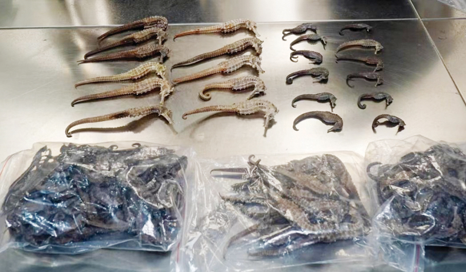 Wanzai customs officers seize  219 dried seahorses