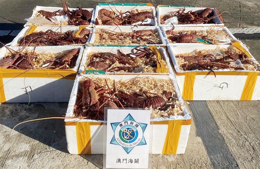 Customs nabs 3 men smuggling 185-kg live lobsters to mainland