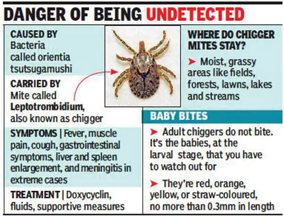 Macau logs first imported Scrub Typhus this year