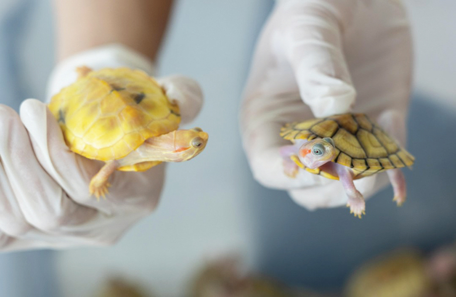 Man sentenced to 9 months in jail in Zhuhai after smuggling red-eared sliders 