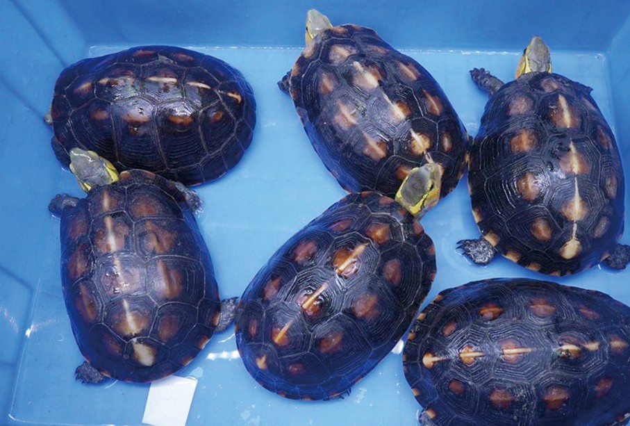 Gongbei Customs seizes 6 endangered tortoises,  66 ‘vampire crabs’ 