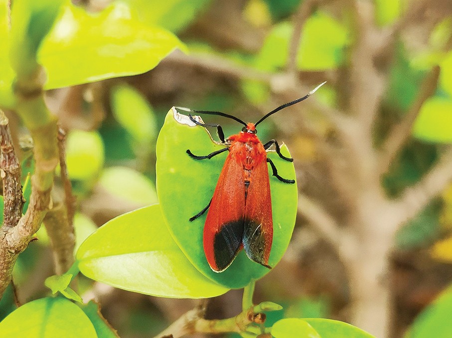 IAM works to prevent pest infestation on Chinese Banyan Trees