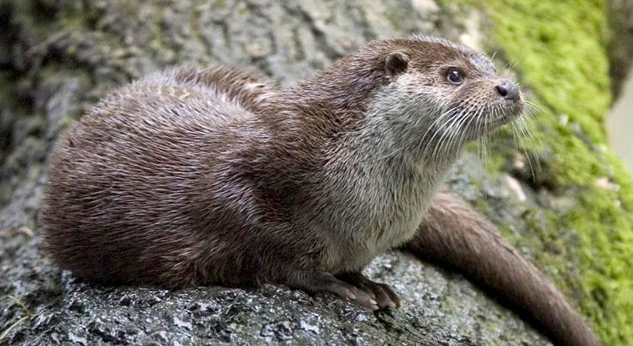 Eurasian otters reappear in Macau after decade: group